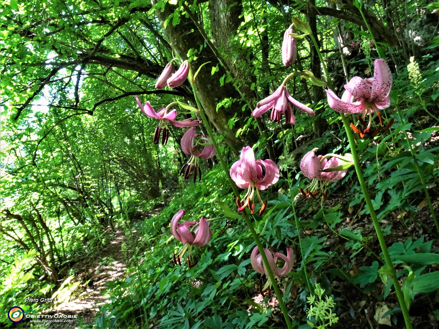 27  Lilium martagon (Giglio martagone).JPG